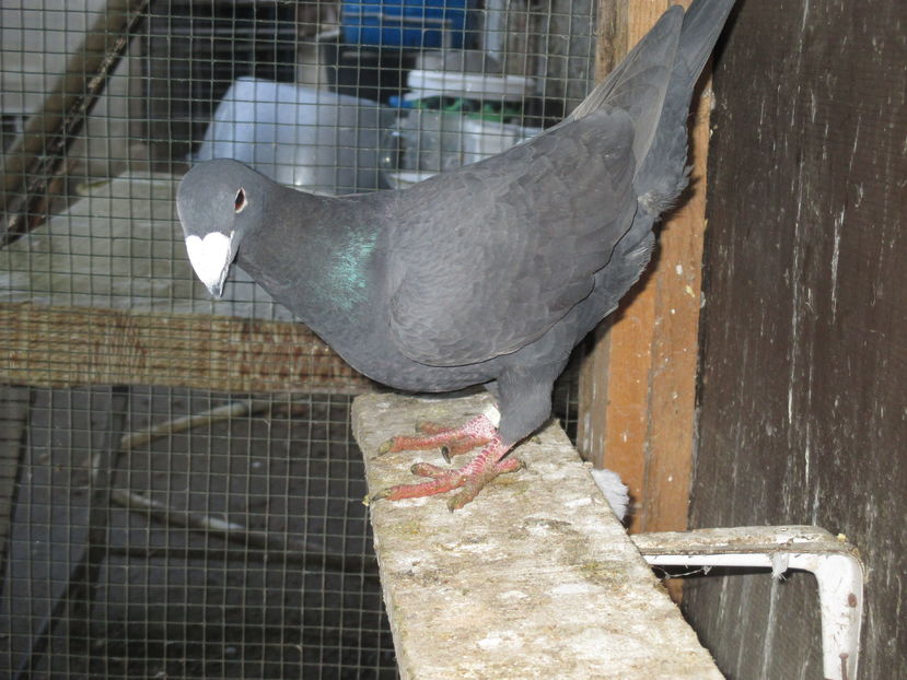  - voiajori germani decembrie 2016