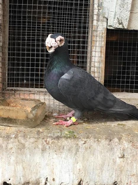 15310212_1195720567132473_1488312934_n