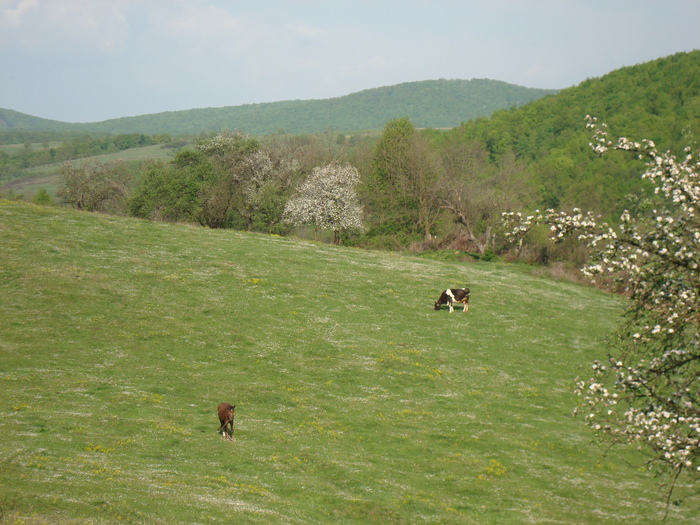 DSC00939 - imagini panoramice cu satele comunei Livezi
