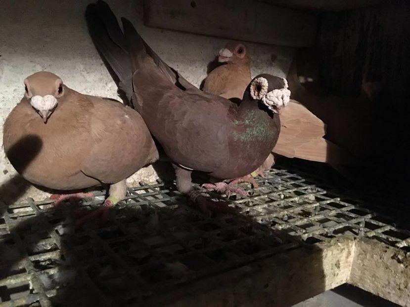 15301141_1197038373667359_1530379614_n