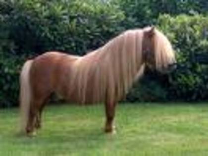 ponei shetland pret 15.000 Euro - Animale exotice