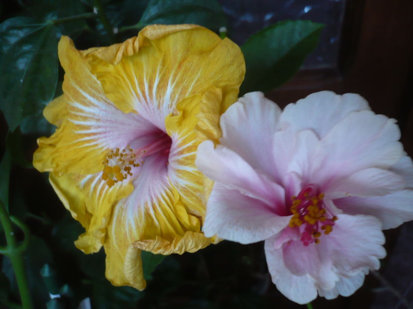 P1300821 - HIBISCUSI 2016-7