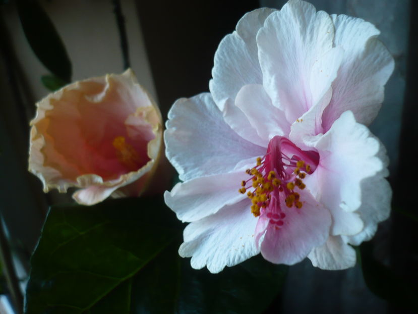 P1300825 - HIBISCUSI 2016-7