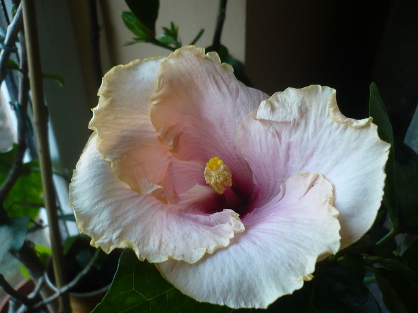 P1300828 - HIBISCUSI 2016-7