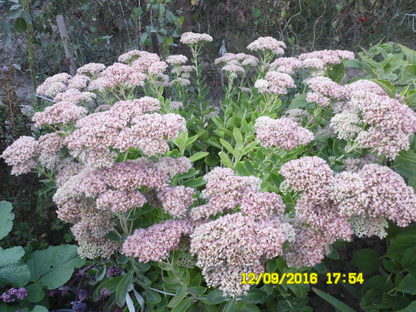 Sedum spectabile