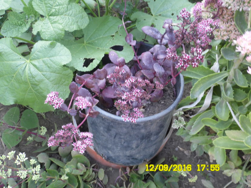 Sedum telephium