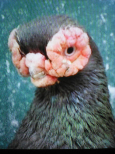 Pragez jucator dar şi stamoşul Jucătorilor  Praghezi