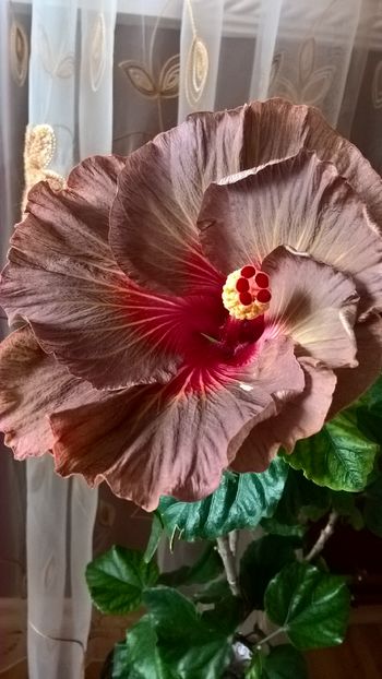  - Hibiscus Tahitian Burning Sands