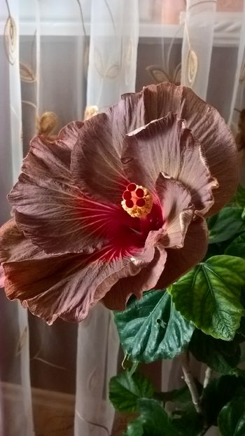  - Hibiscus Tahitian Burning Sands