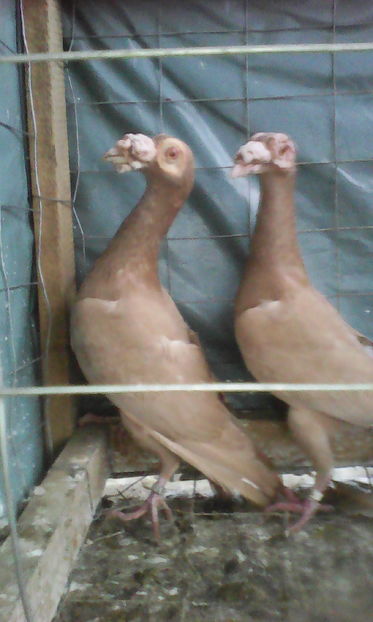  - Tineret 2016 DE VANZARE