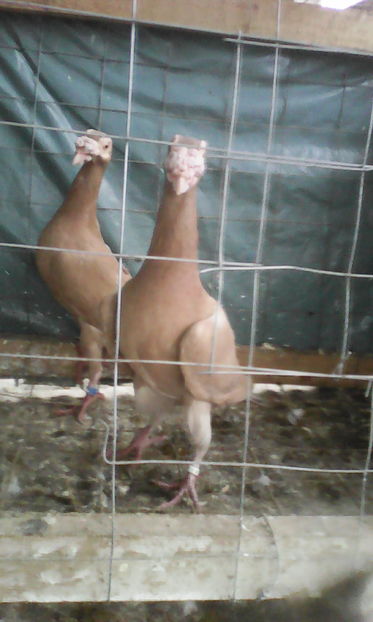  - Tineret 2016 DE VANZARE