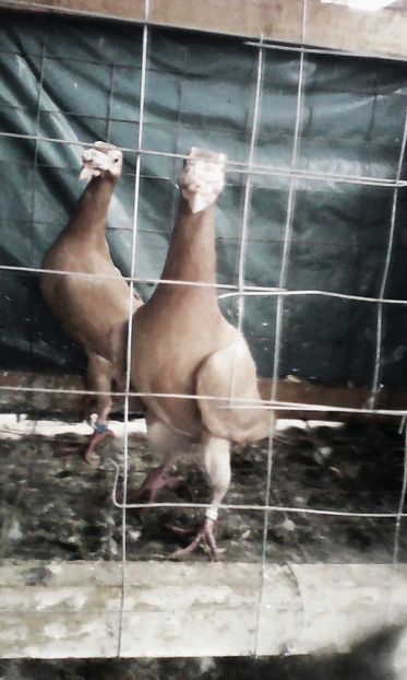  - Tineret 2016 DE VANZARE