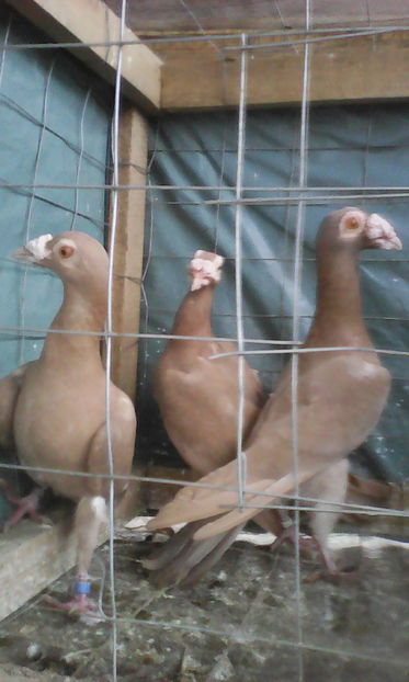  - Tineret 2016 DE VANZARE