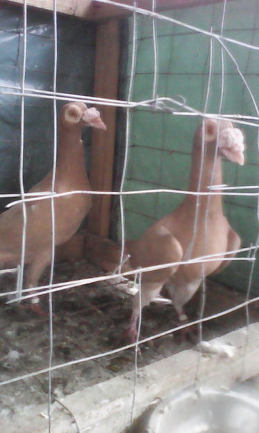  - Tineret 2016 DE VANZARE