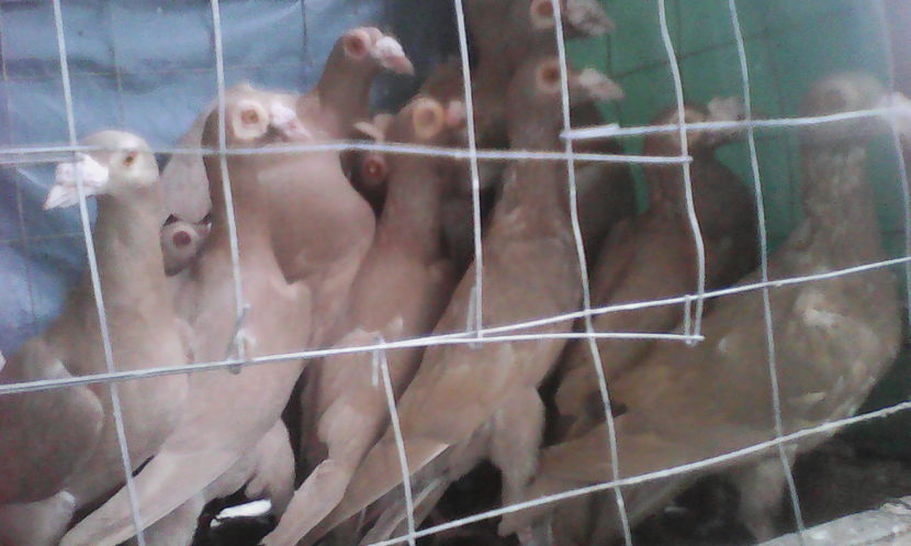  - Tineret 2016 DE VANZARE