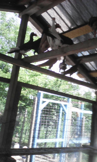  - Tineret 2016 DE VANZARE