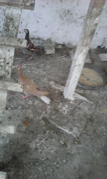  - Tineret 2016 DE VANZARE