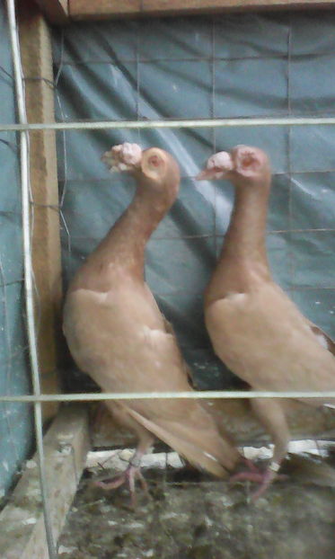  - Tineret 2016 DE VANZARE