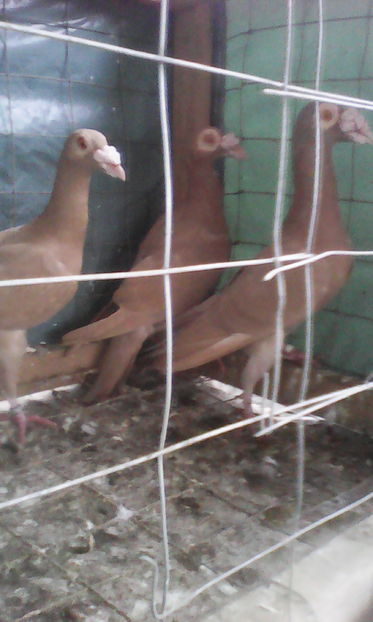  - Tineret 2016 DE VANZARE