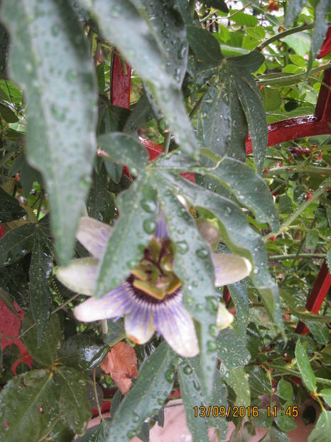 Picture 7308 - Passiflora caerulea