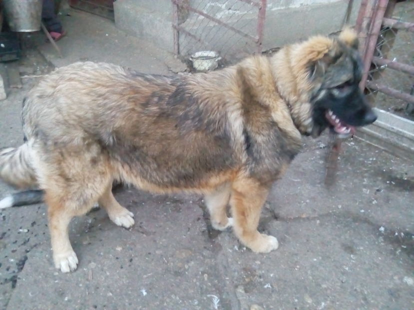  - Ciobanesc caucazian