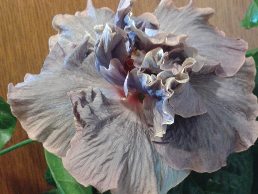 Fotografie0411 - HIBISCUS 2016
