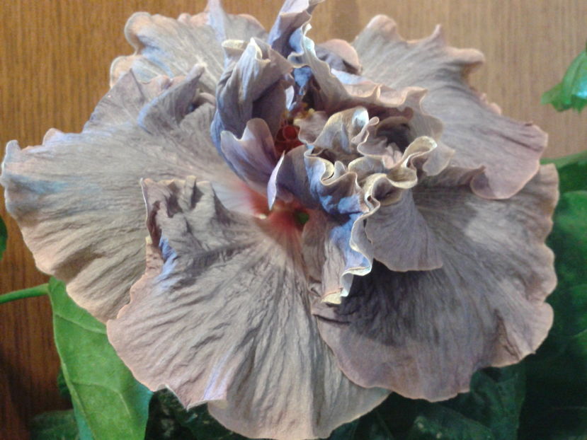 Fotografie0408_1 - HIBISCUS 2016