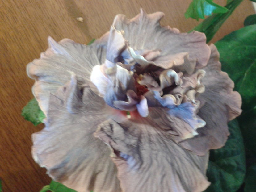 Fotografie0407_1 - HIBISCUS 2016
