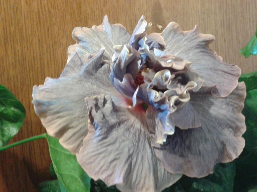 Fotografie0406_1 - HIBISCUS 2016