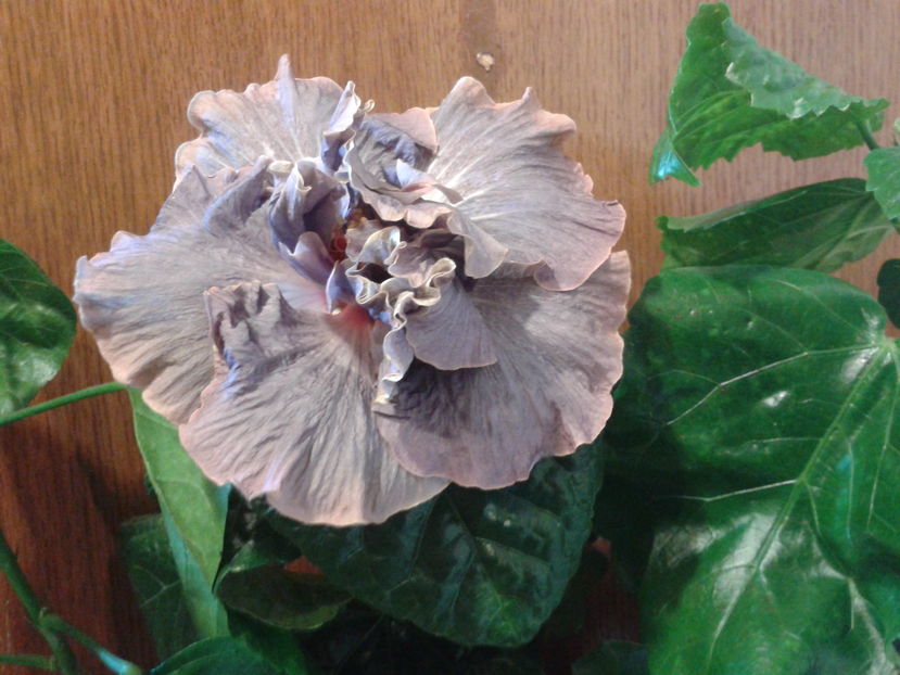 Fotografie0405_2 - HIBISCUS 2016