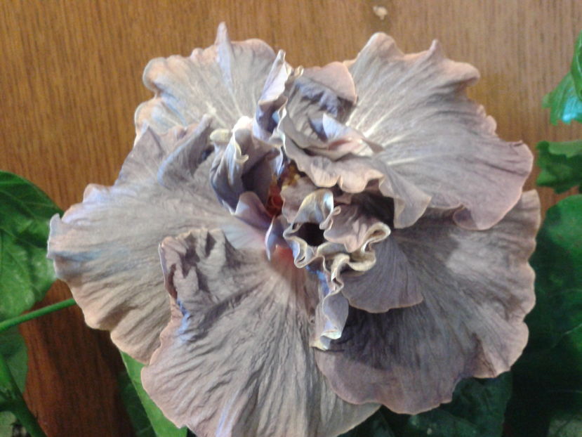 Fotografie0404 - HIBISCUS 2016