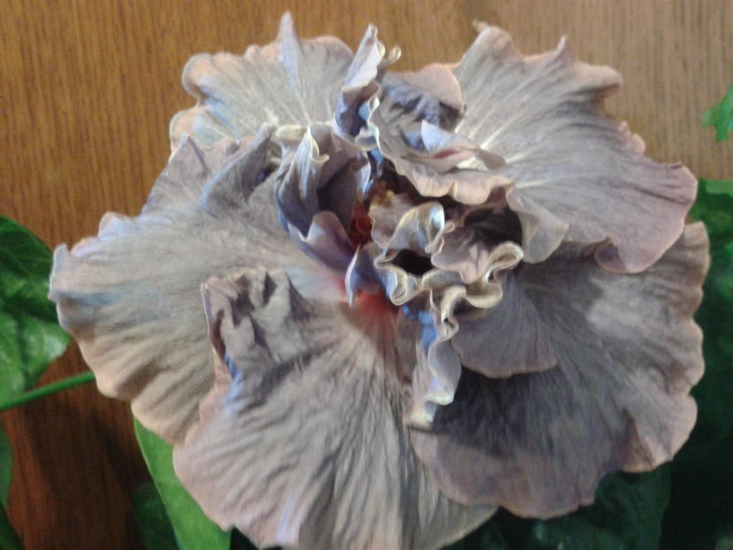 Fotografie0403_1 - HIBISCUS 2016