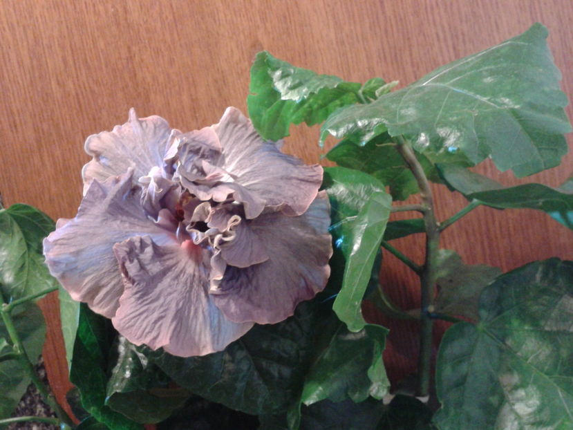 Fotografie0402_1 - HIBISCUS 2016