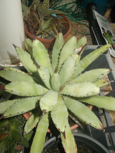 macrocantha - Colectie agave