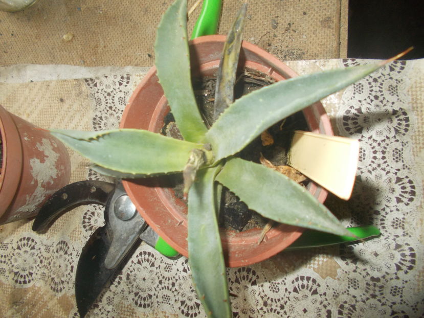 marmorata - Colectie agave