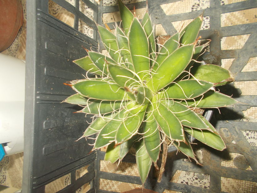 schidigera - Colectie agave