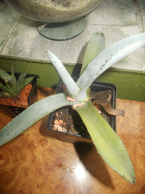 franzosinii - Colectie agave