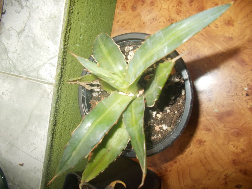 heteracantha - Colectie agave