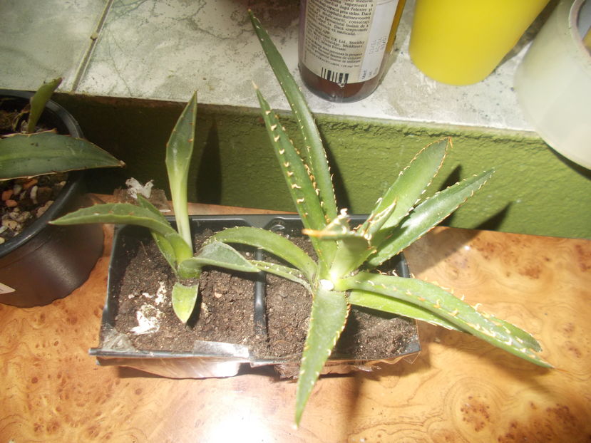 neomexicana si horrida perotensis - Colectie agave