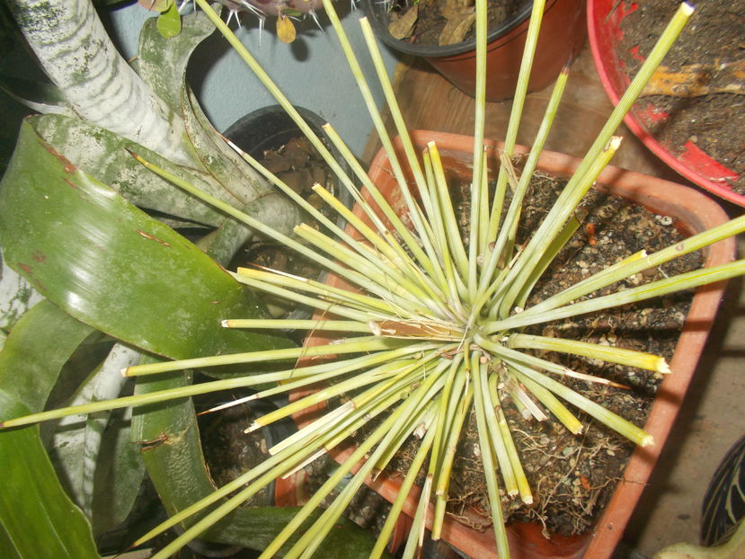 stricta - Colectie agave