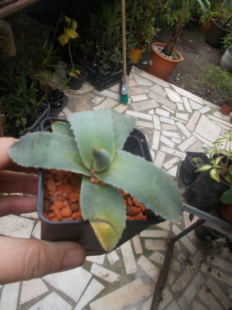 parry parry - Colectie agave