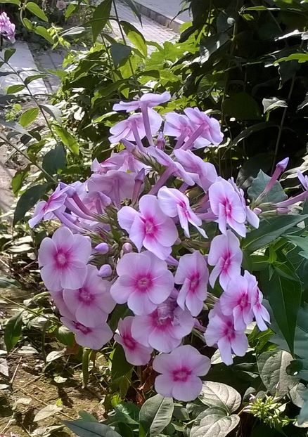  - Phlox si alte perene