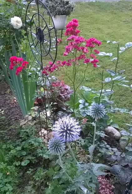  - Phlox si alte perene