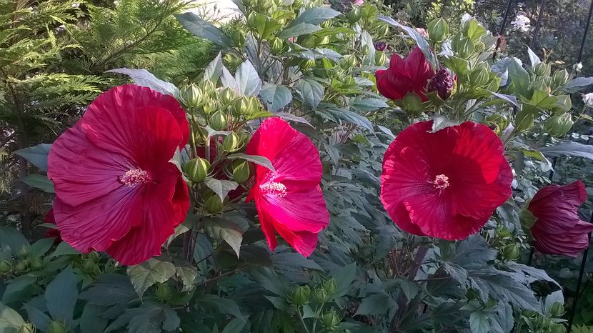  - 2016 Hibiscus de gradina