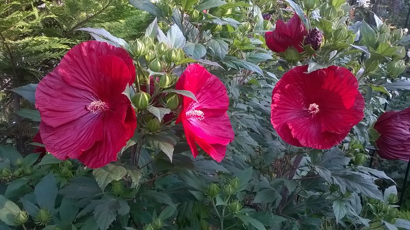  - 2016 Hibiscus de gradina