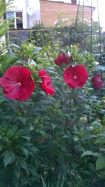  - 2016 Hibiscus de gradina