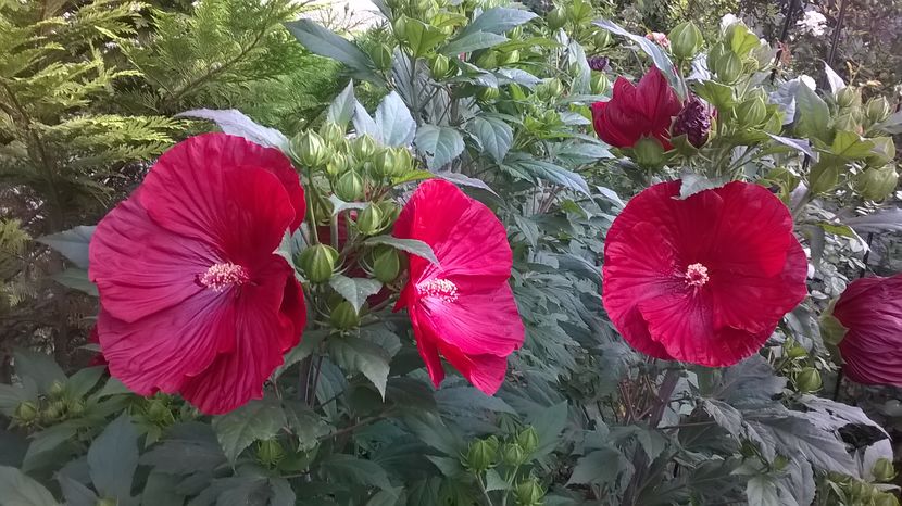  - 2016 Hibiscus de gradina