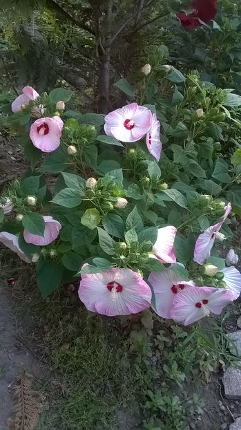  - 2016 Hibiscus de gradina