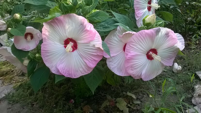  - 2016 Hibiscus de gradina