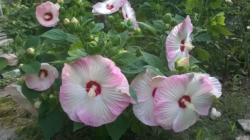  - 2016 Hibiscus de gradina